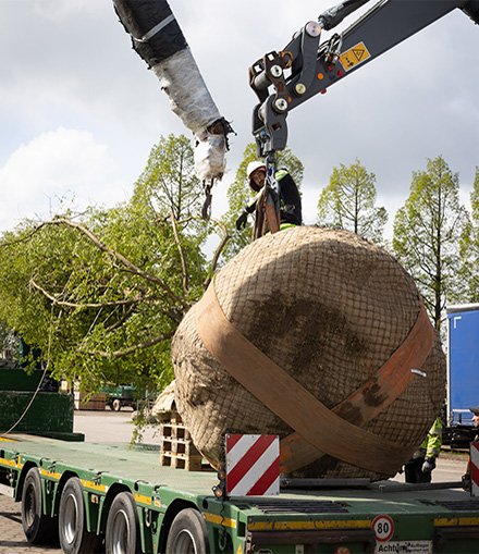 Ein großer, gebundener Baum liegt auf einem Tieflader