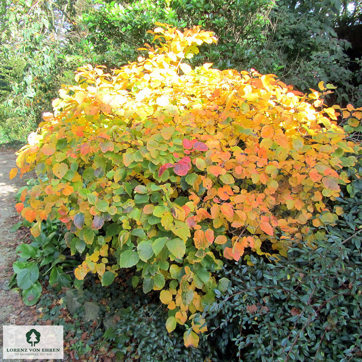 Fothergilla major