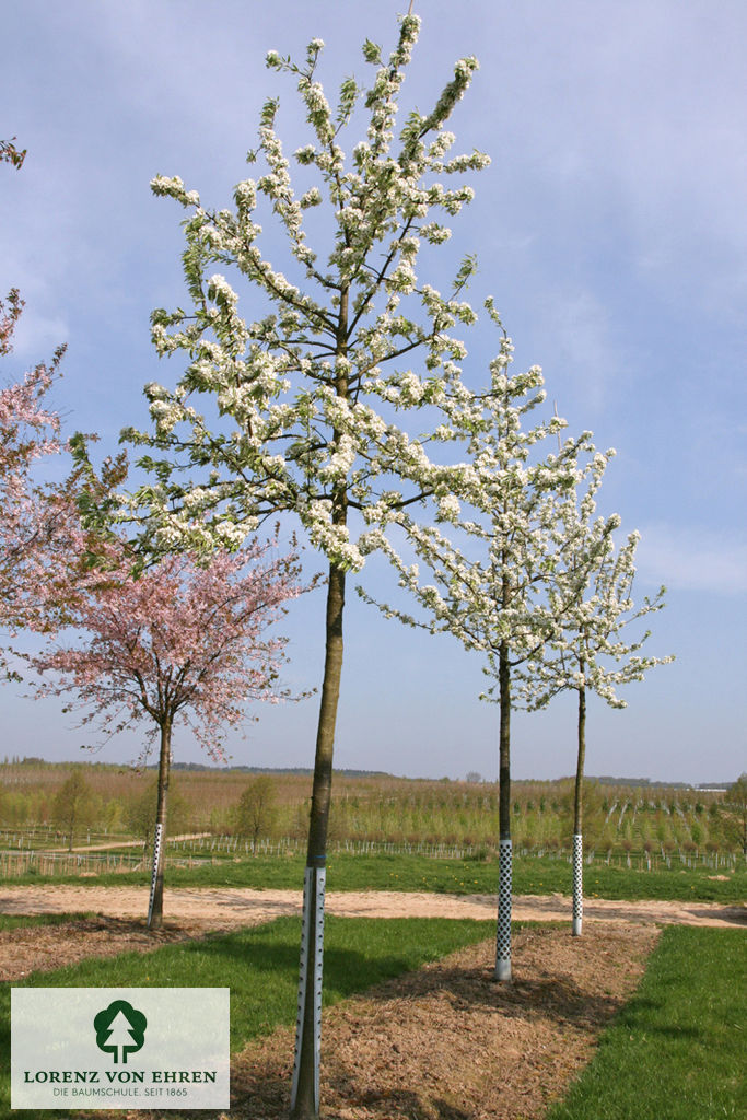 Pyrus nivalis