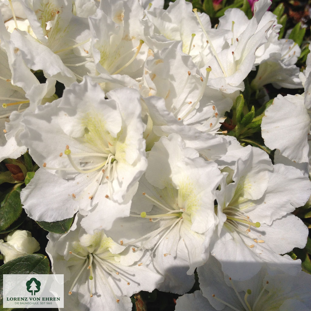 Rhododendron Japanische Azalee 'Maischnee'