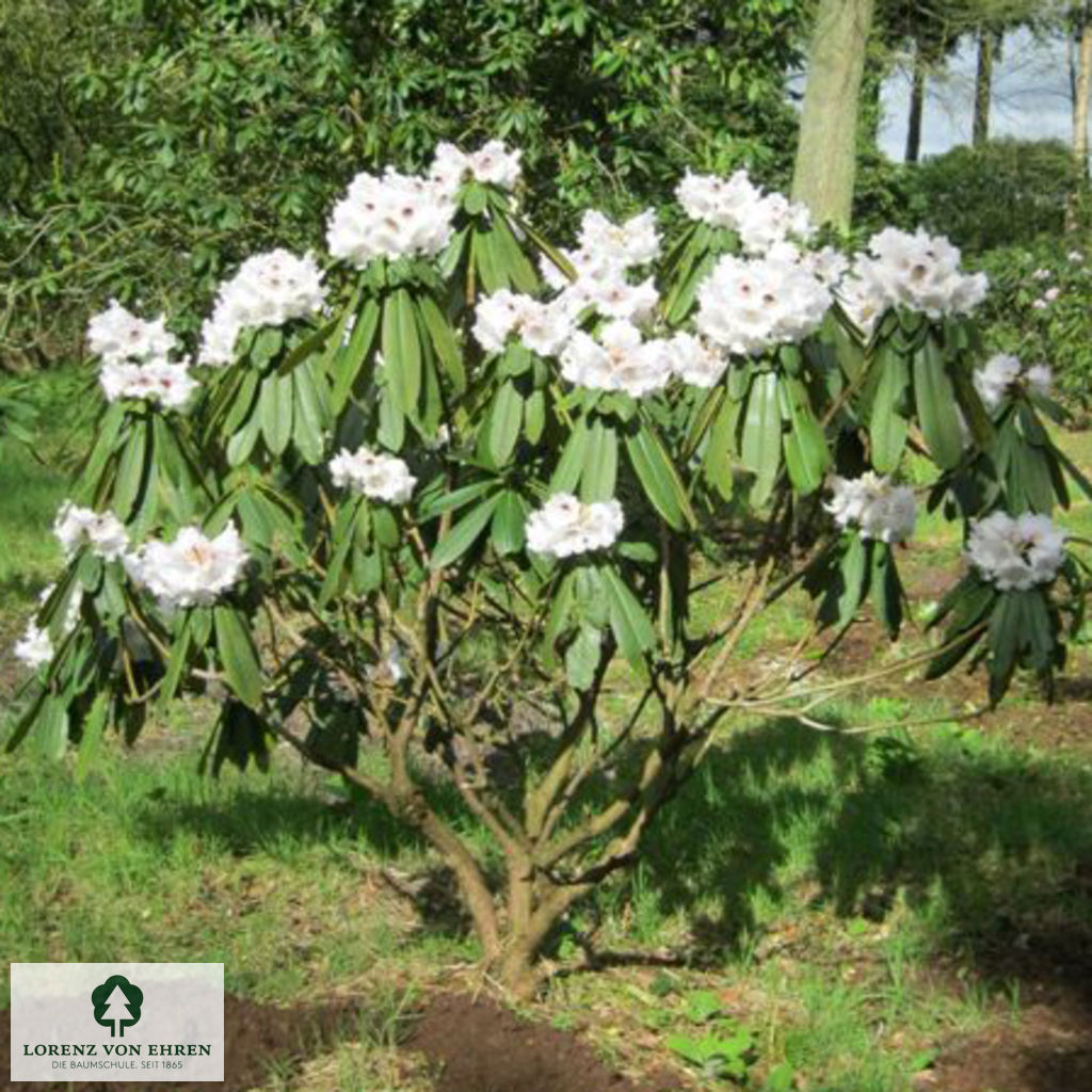 Rhododendron calophytum