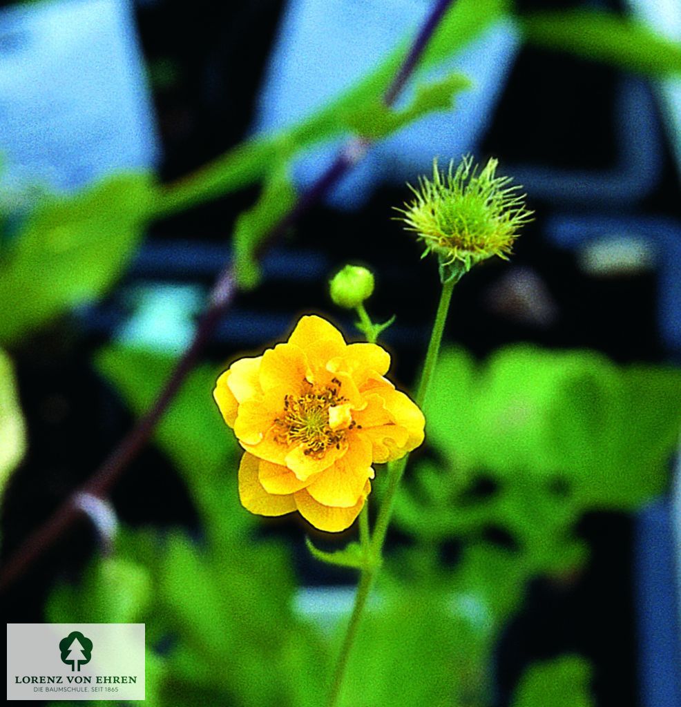 Geum chiloense 'Lady Stratheden'