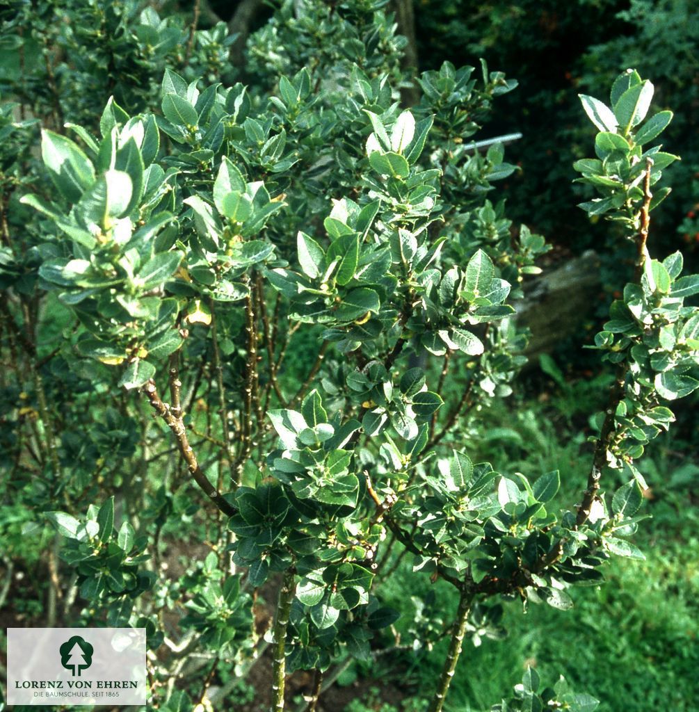 Salix hastata 'Wehrhahnii'