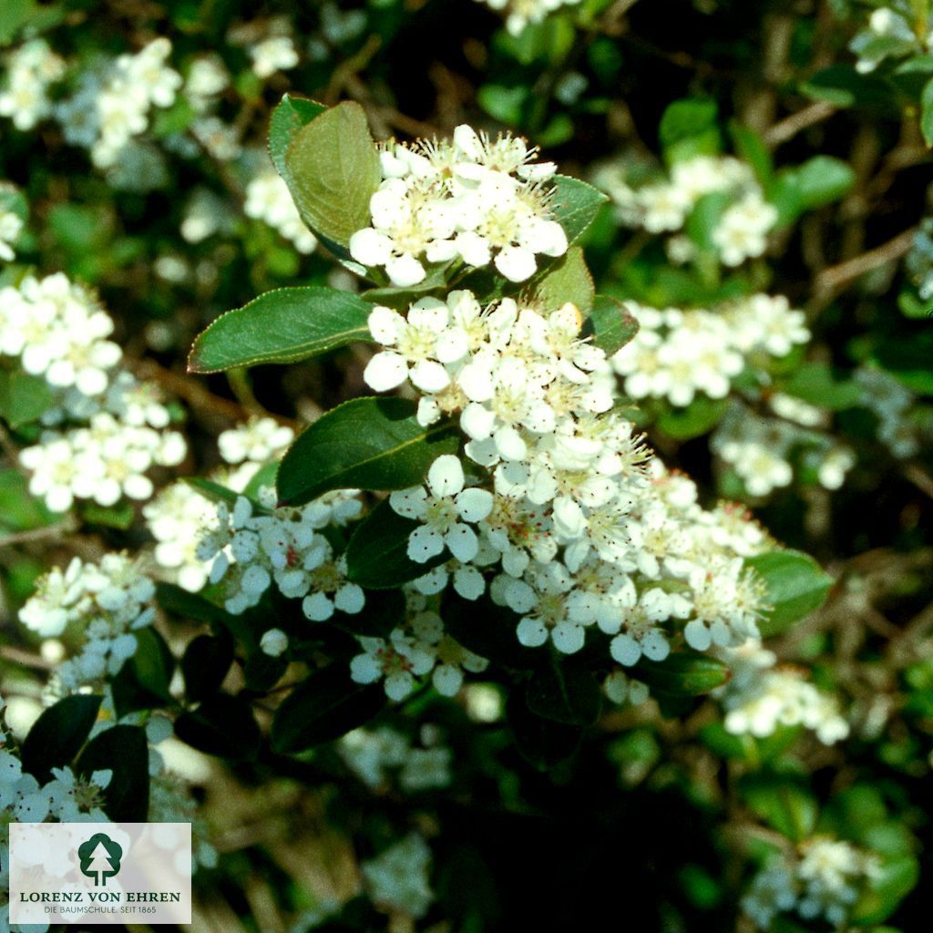 Aronia melanocarpa 'Viking'