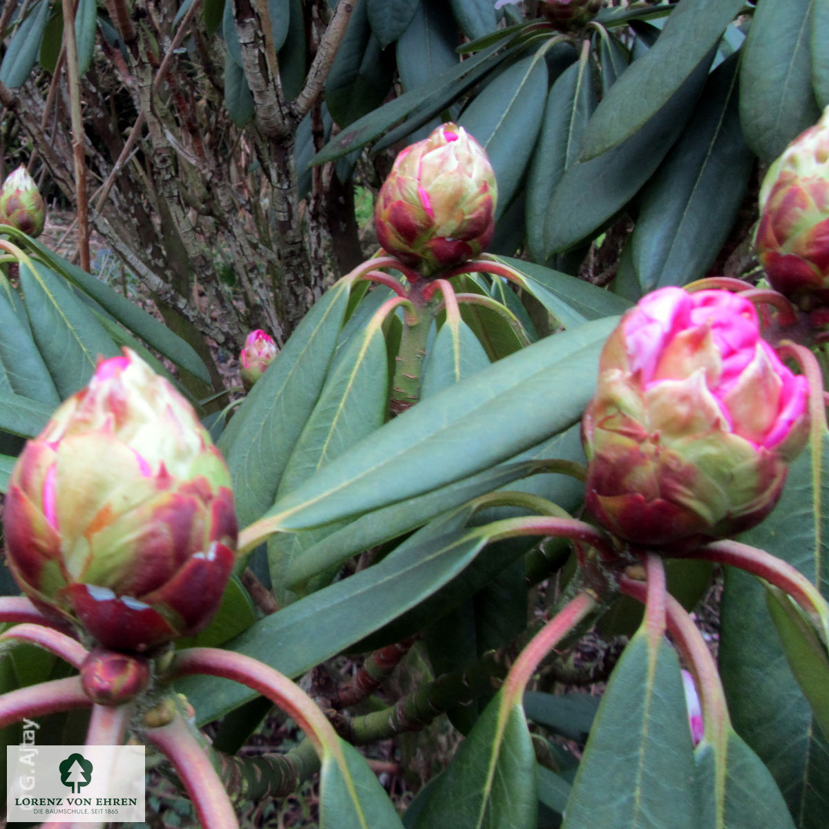 Rhododendron calophytum