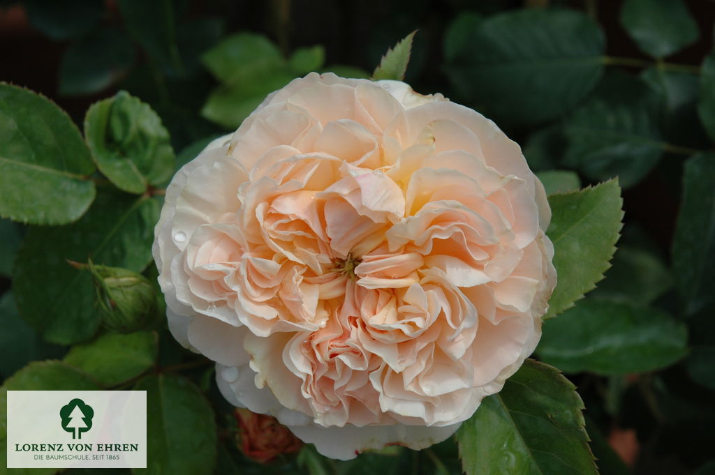 Rosa 'Augusta Luise'