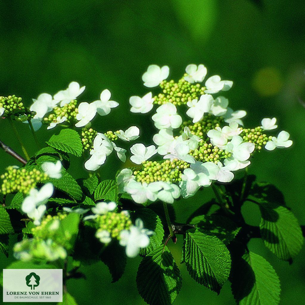 Viburnum plicatum