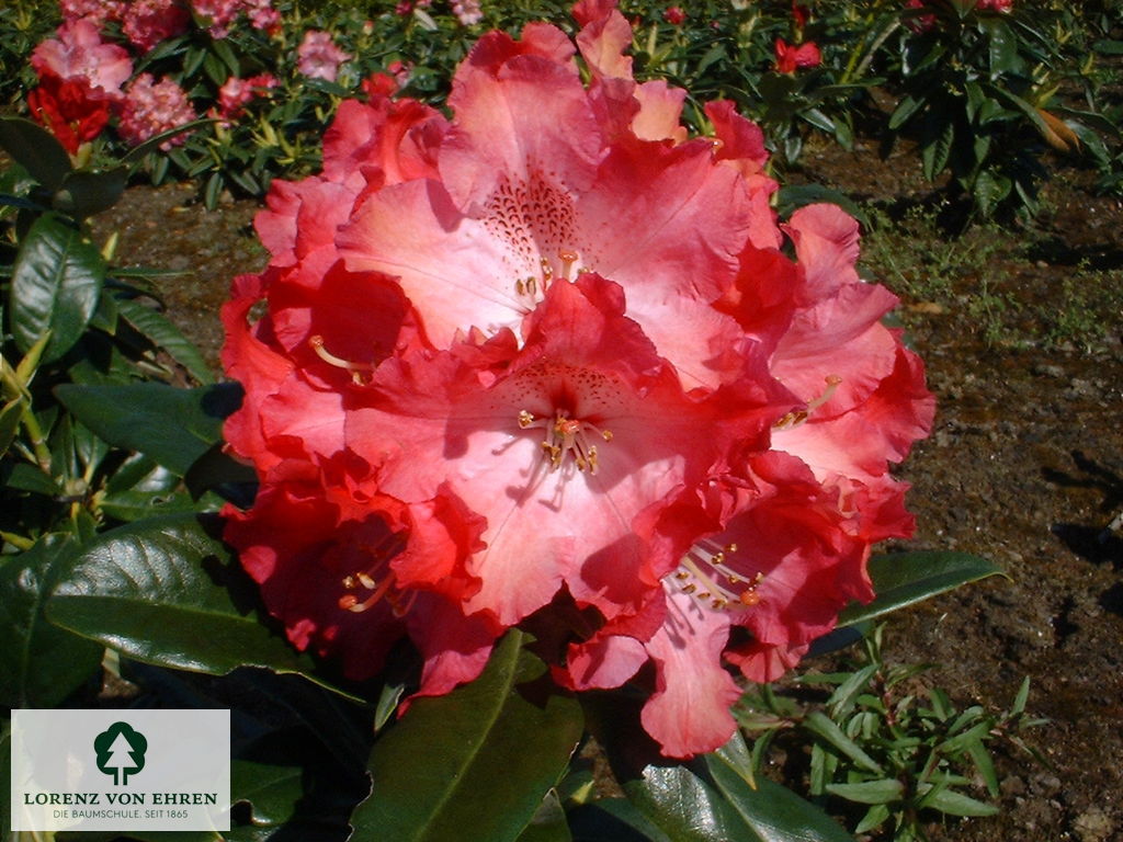 Rhododendron Hybride 'Berliner Liebe'