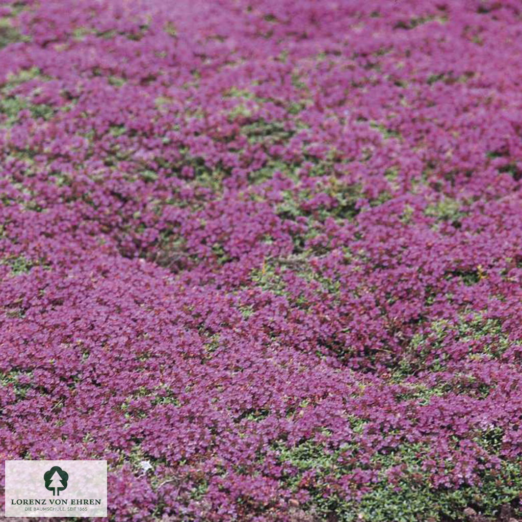 Thymus praecox 'Bressingham Seedling'