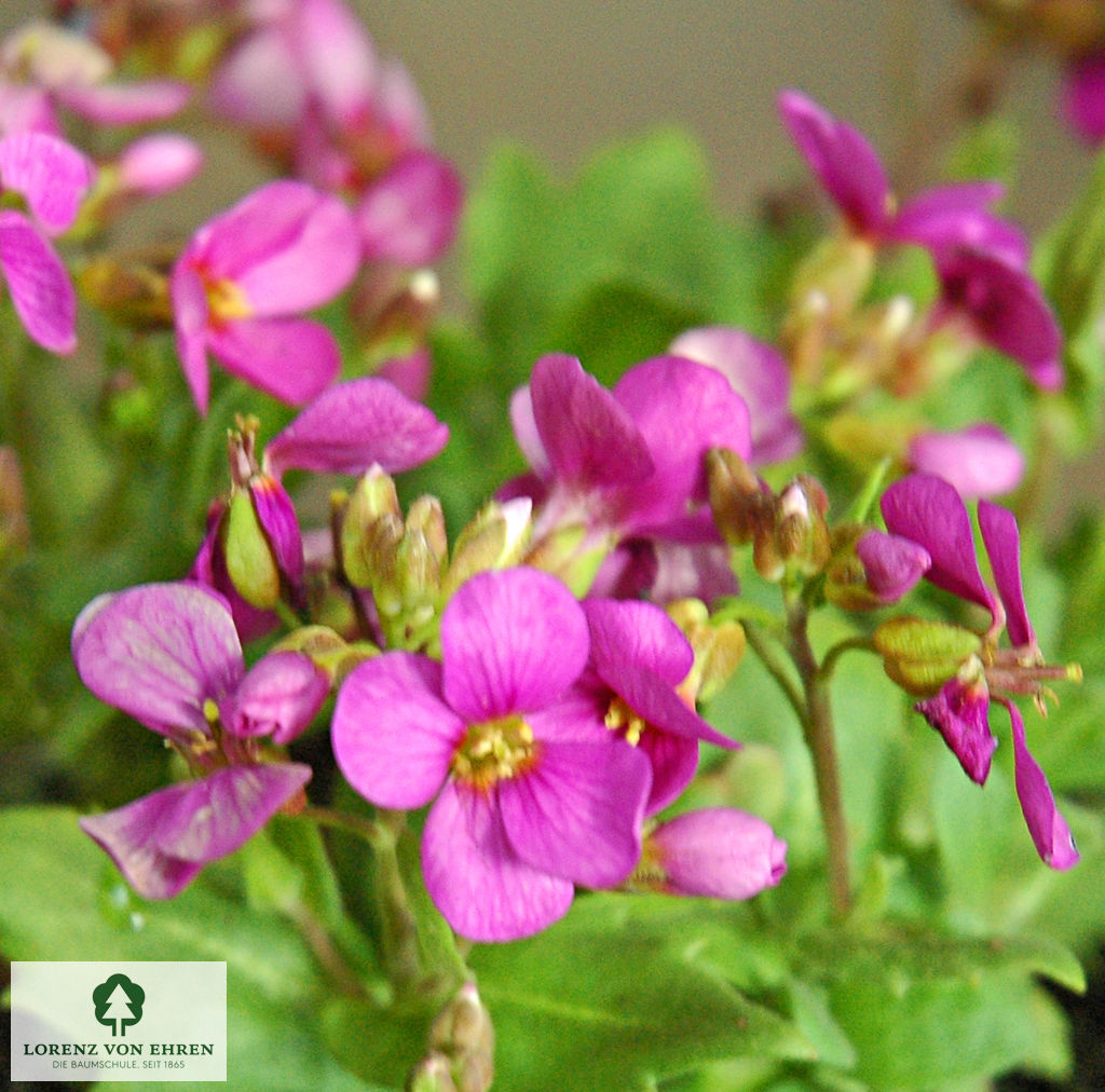 Aubrieta cultorum 'Royal Red'