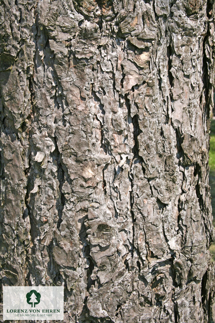 Pinus nigra austriaca