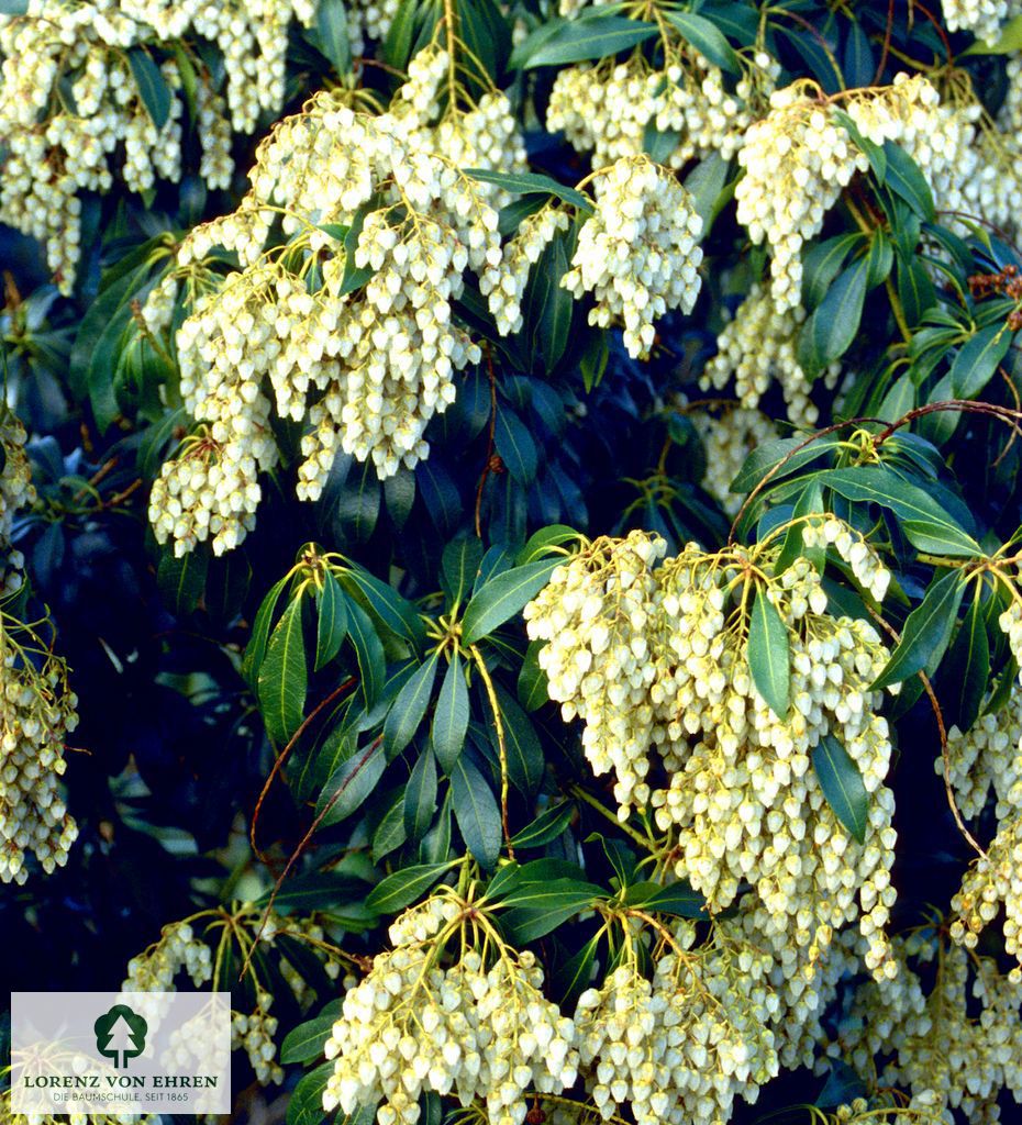 Pieris japonica 'White Cascade'