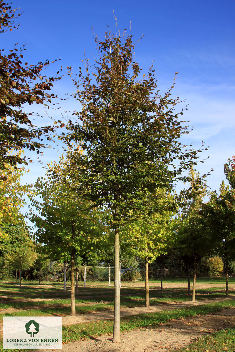 Fagus sylvatica 'Atropunicea'