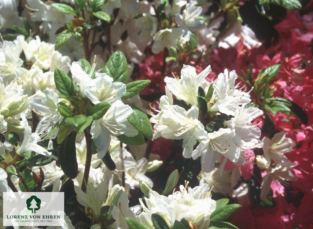 Rhododendron Japanische Azalee 'Schneewittchen'