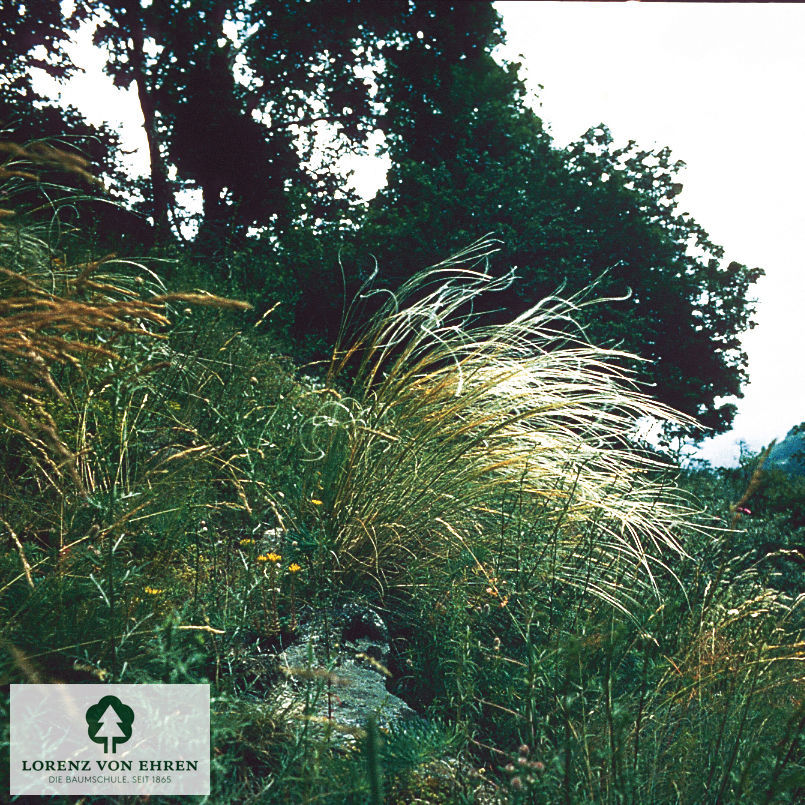 Stipa pulcherrima