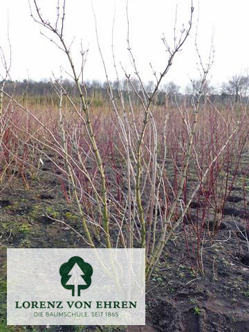 Sambucus nigra 'Laciniata'