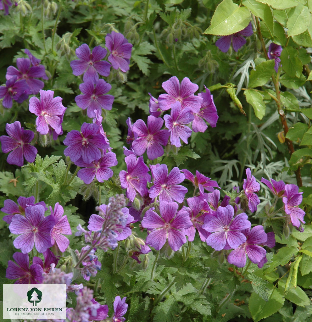 Geranium magnificum