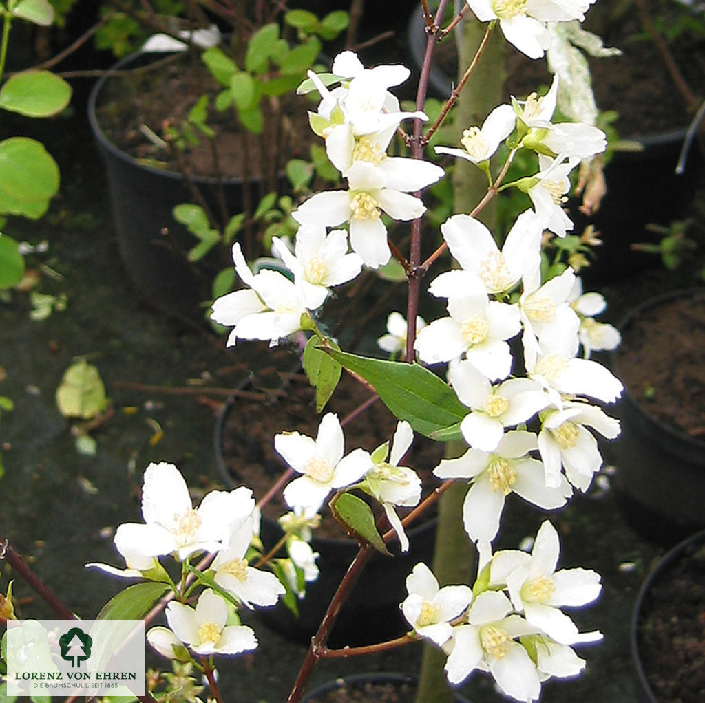 Philadelphus 'Manteau d'Hermine'