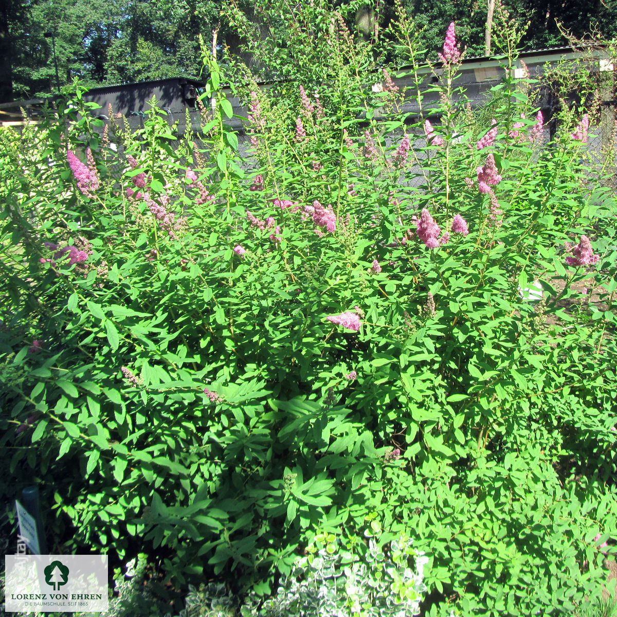 Spiraea billardii 'Triumphans'