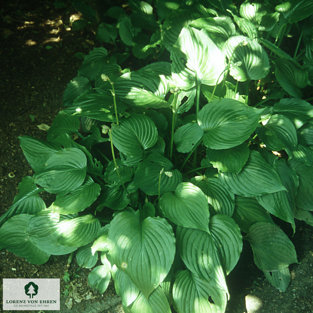 Hosta ventricosa