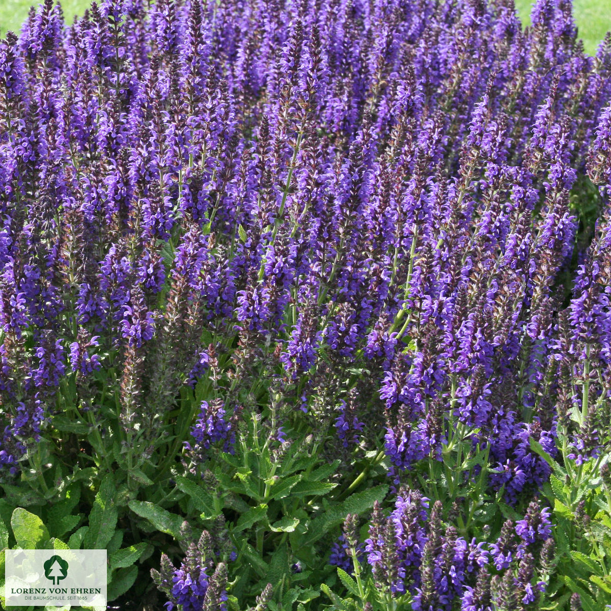 Salvia nemorosa 'Marcus'