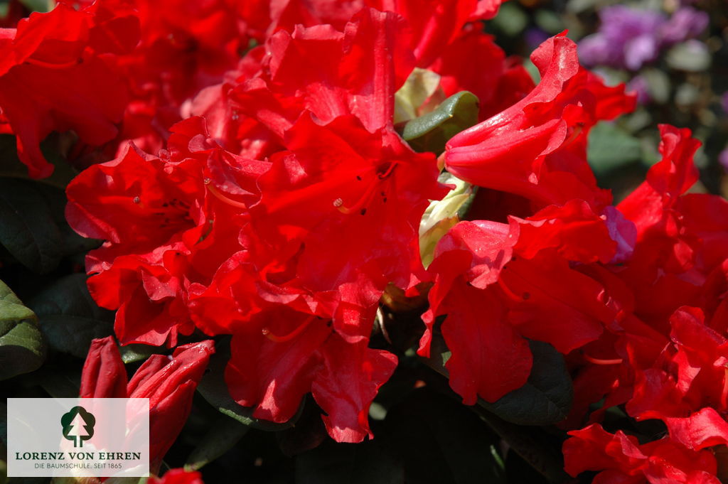 Rhododendron repens 'Scarlet Wonder'