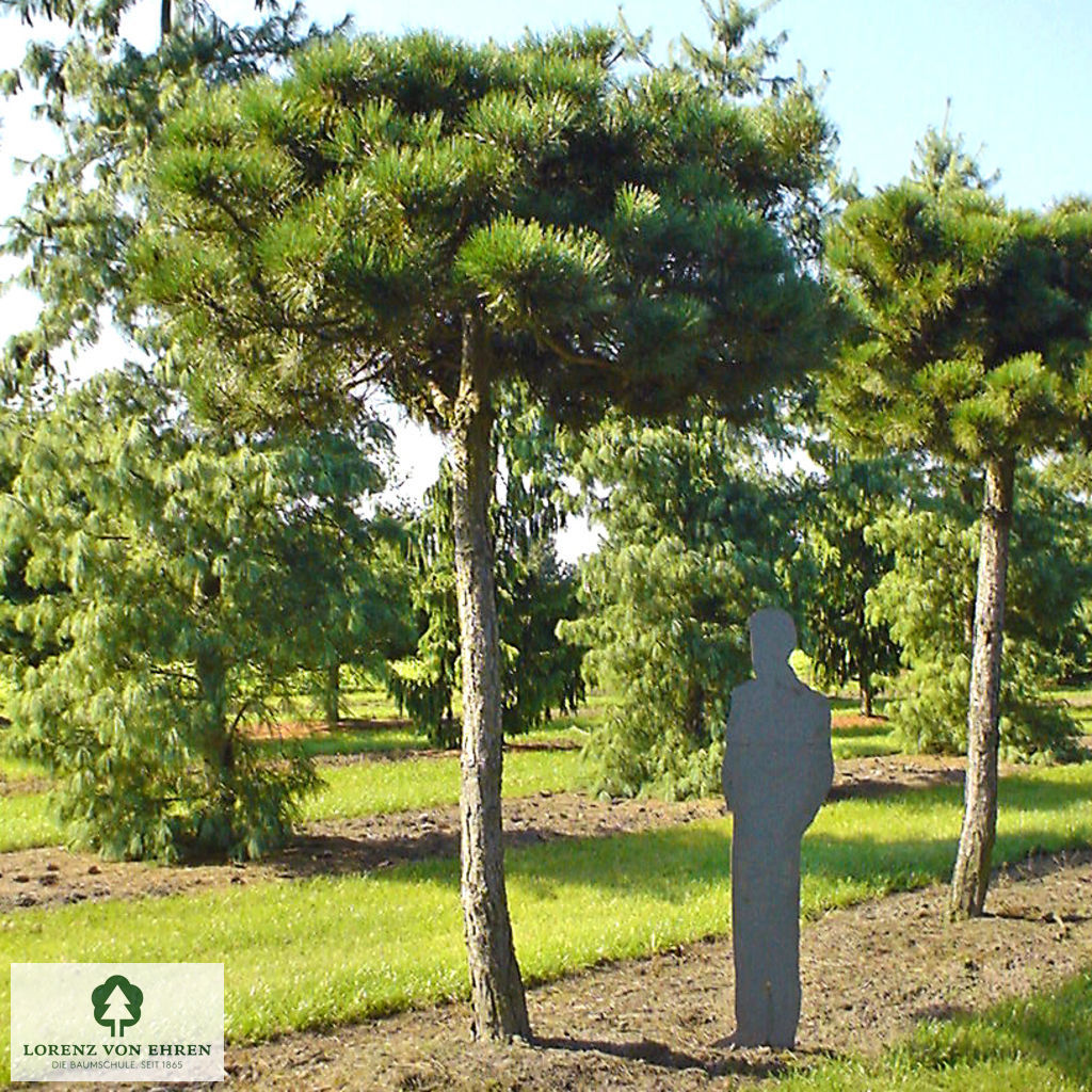 Pinus nigra austriaca