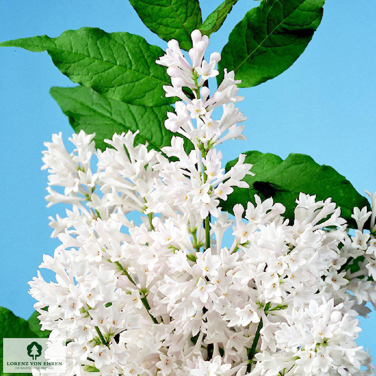 Syringa prestoniae 'Miss USA'