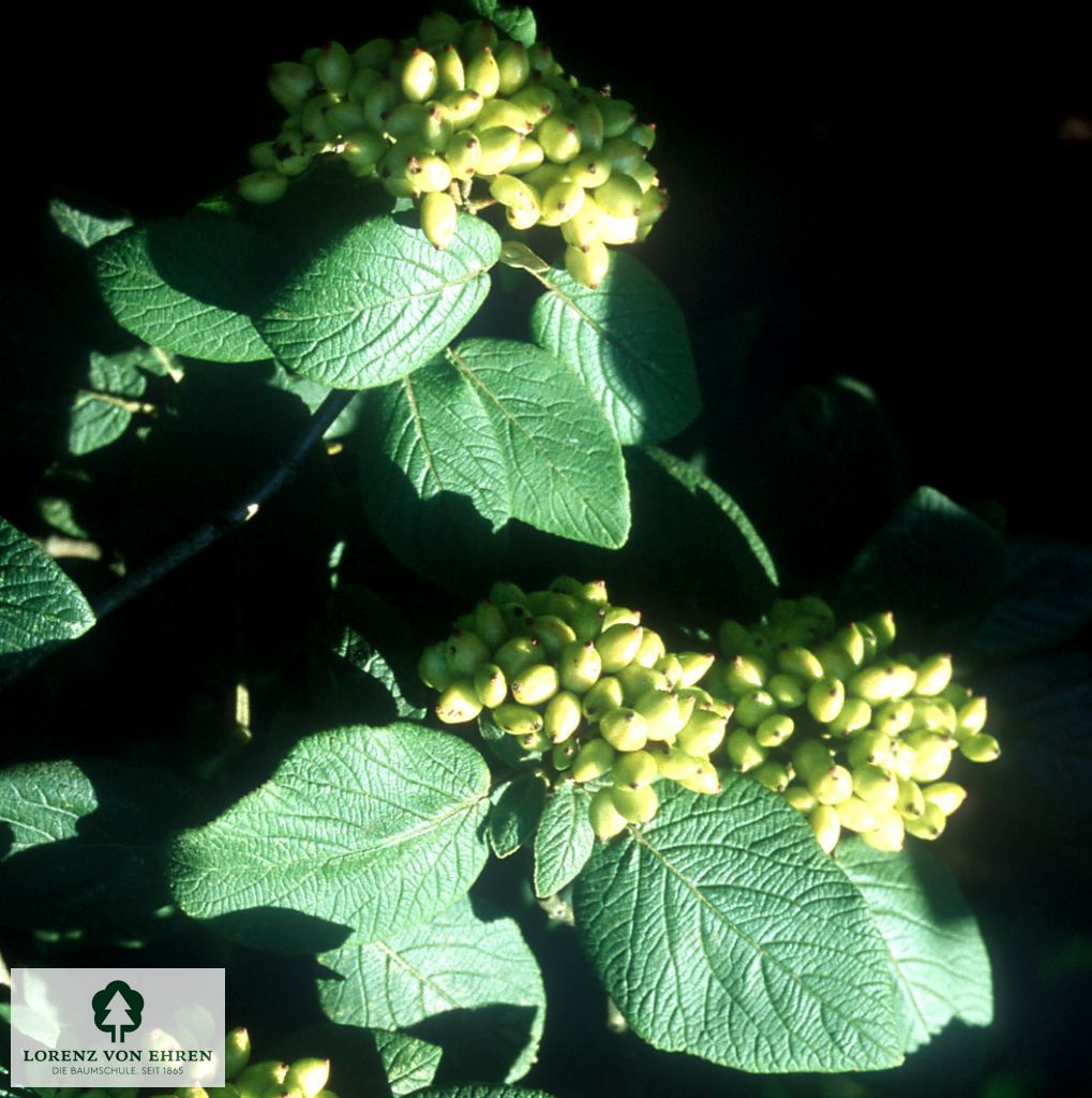 Viburnum lantana