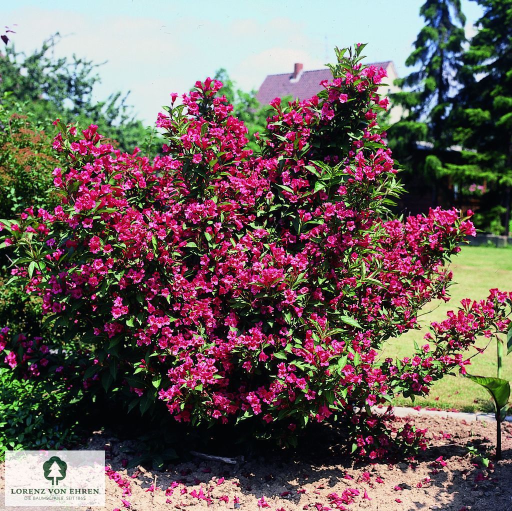 Weigela 'Eva Supreme'