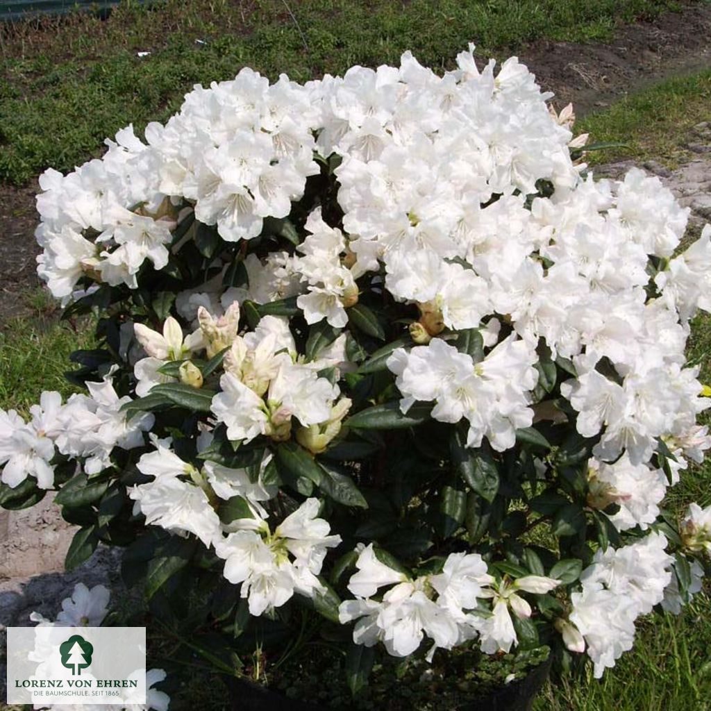 Rhododendron carolinianum 'Dora Amteis'