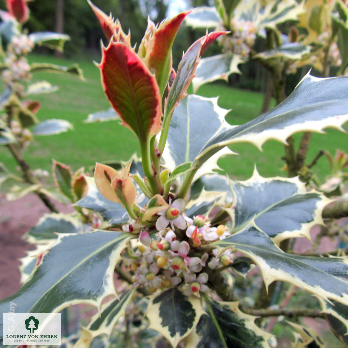 Ilex aquifolium 'Argentea Marginata'