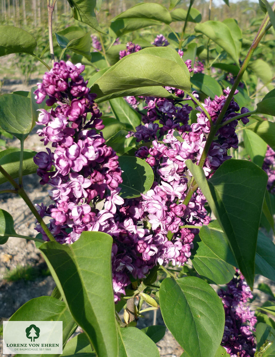 Syringa vulgaris 'General Pershing'