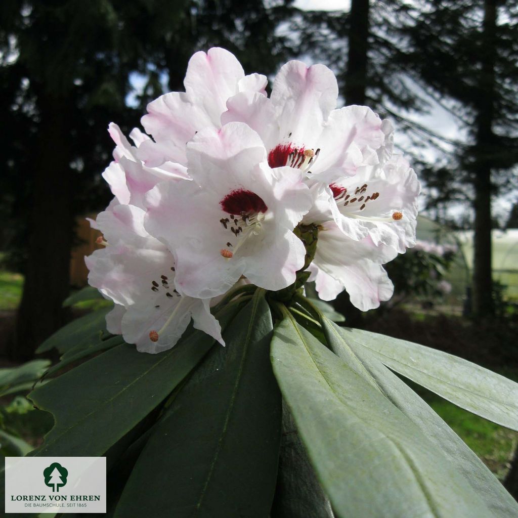 Rhododendron calophytum