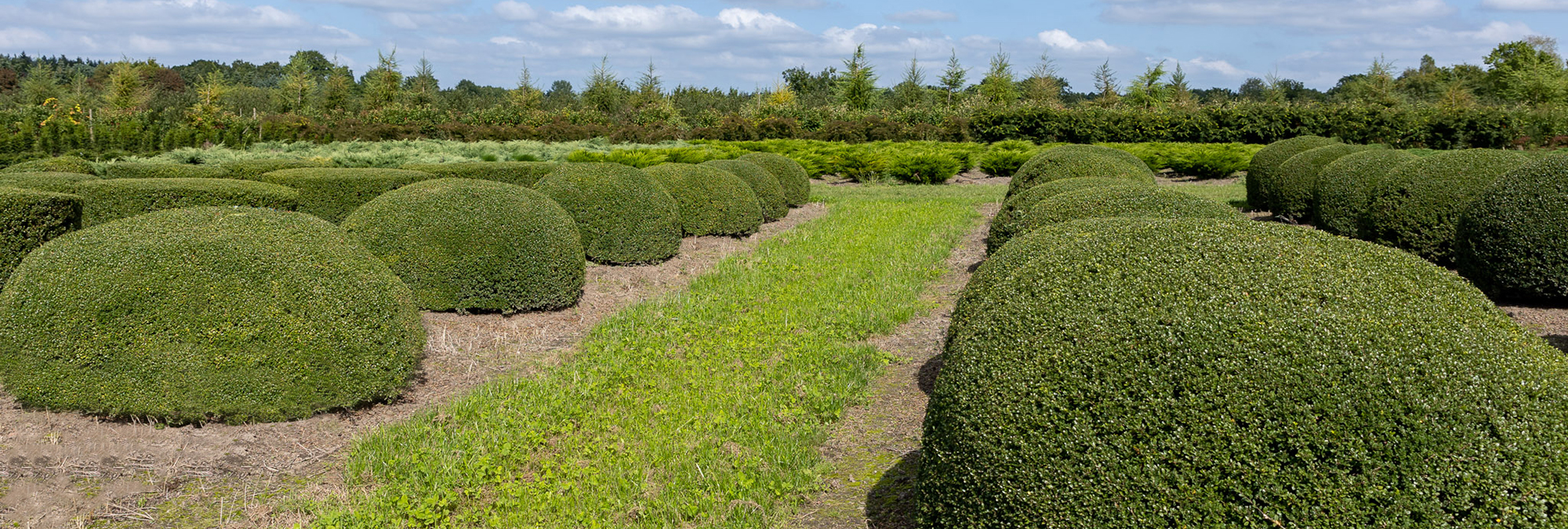 Ilex crenata, auch bekannt als Japanische Stechpalme, mit seinen glänzenden dunkelgrünen Blättern.