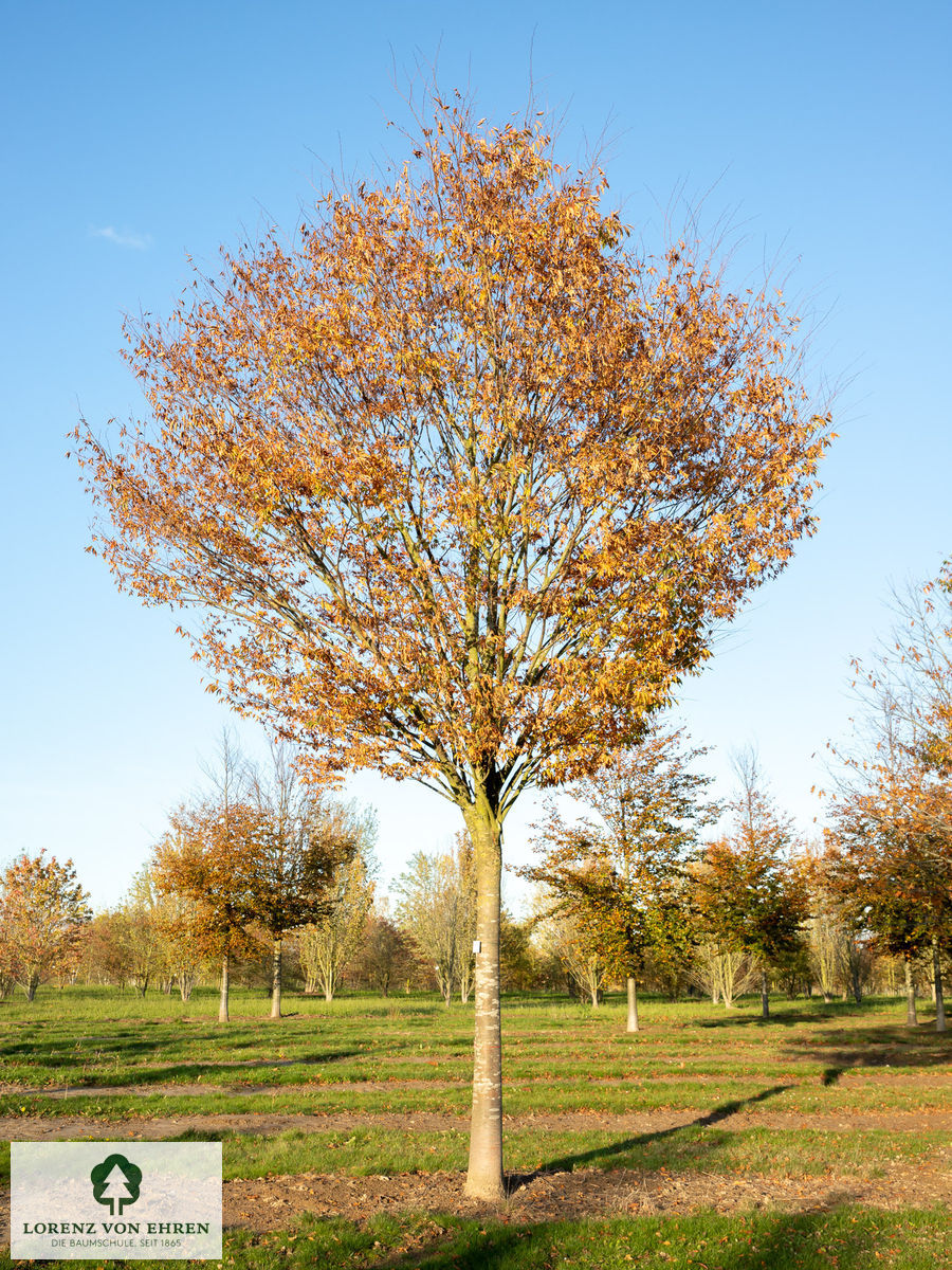 Zelkova serrata 'Green Vase' | Baumschule LvE