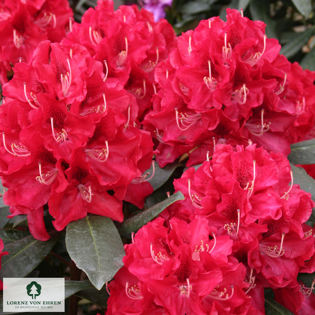 Rhododendron Hybride 'Karl Naue'