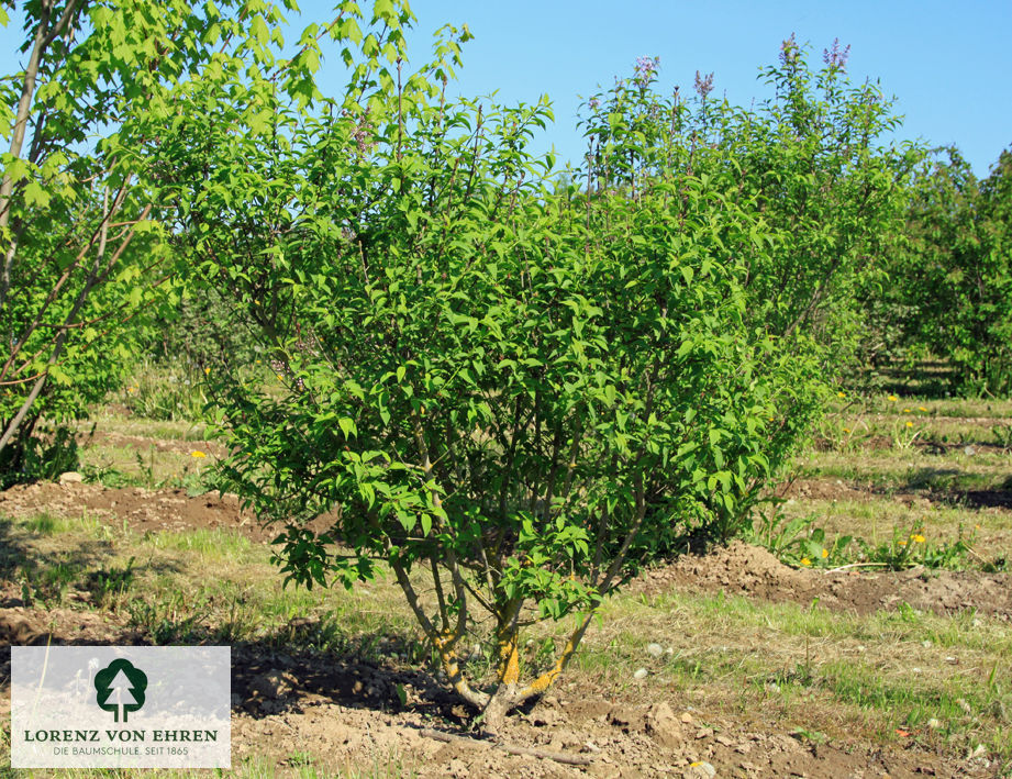 Syringa chinensis