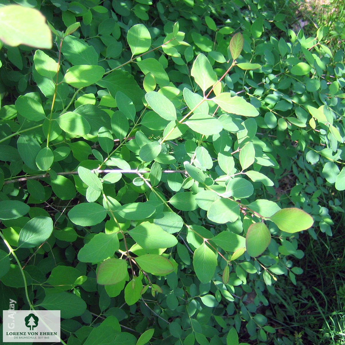 Symphoricarpos albus laevigatus