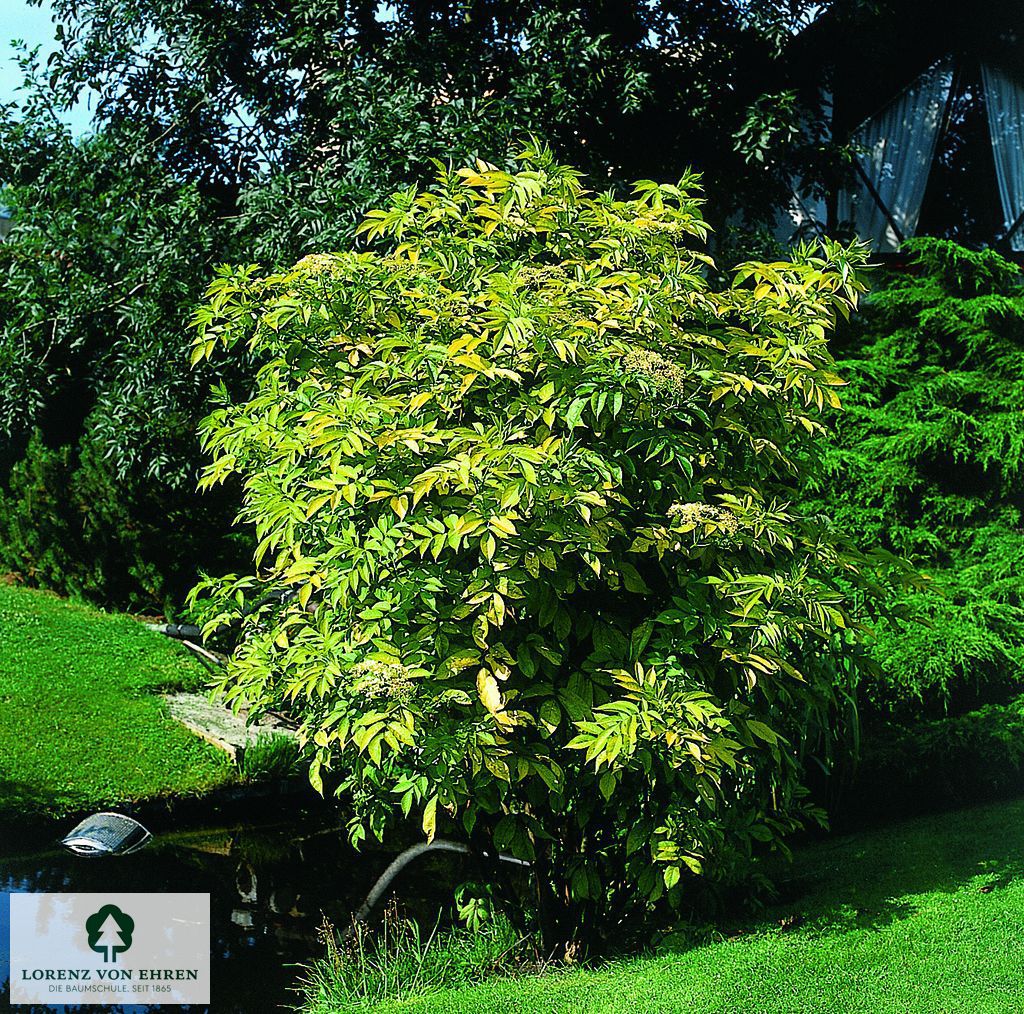 Sambucus canadensis 'Aurea'