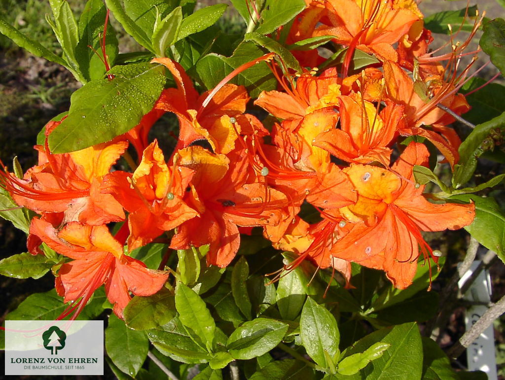 Rhododendron Azalea 'Coccinea Speciosa'