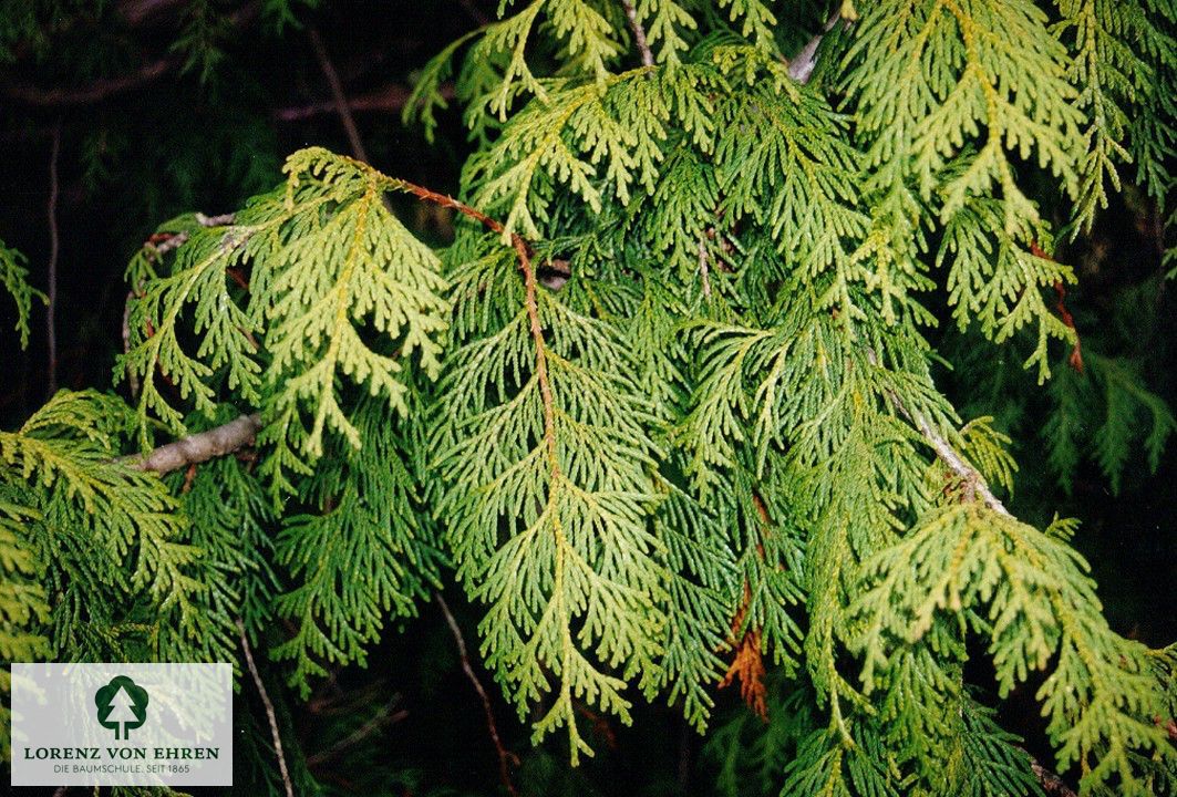 Thuja standishii