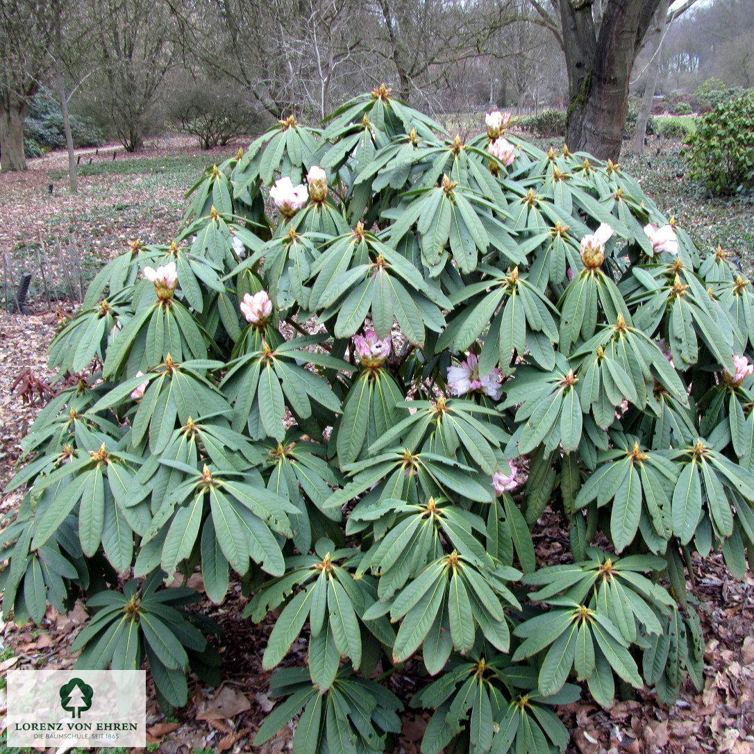 Rhododendron calophytum