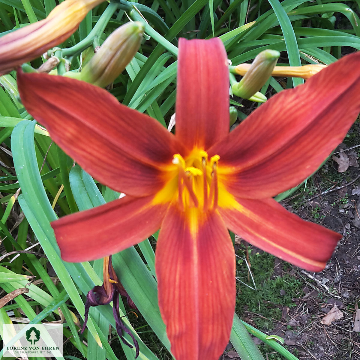 Hemerocallis 'Sammy Russell'