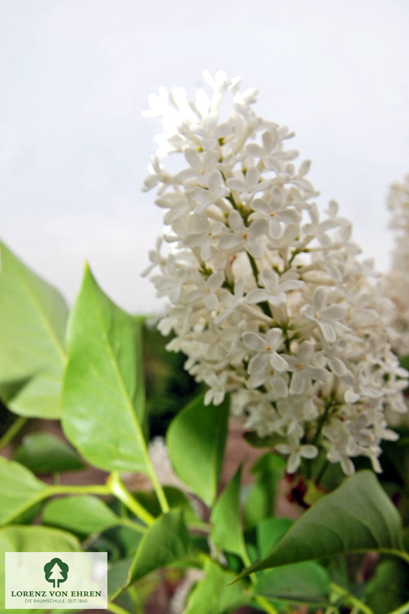 Syringa vulgaris 'Marie Legraye'