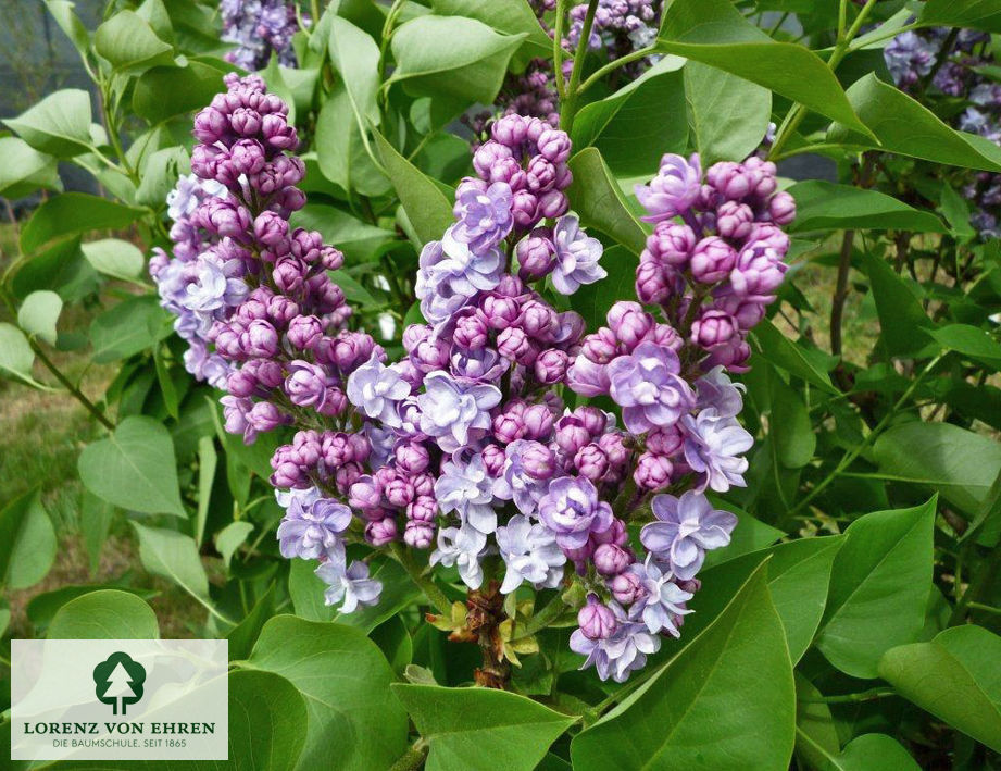 Syringa vulgaris 'Victor Lemoine'