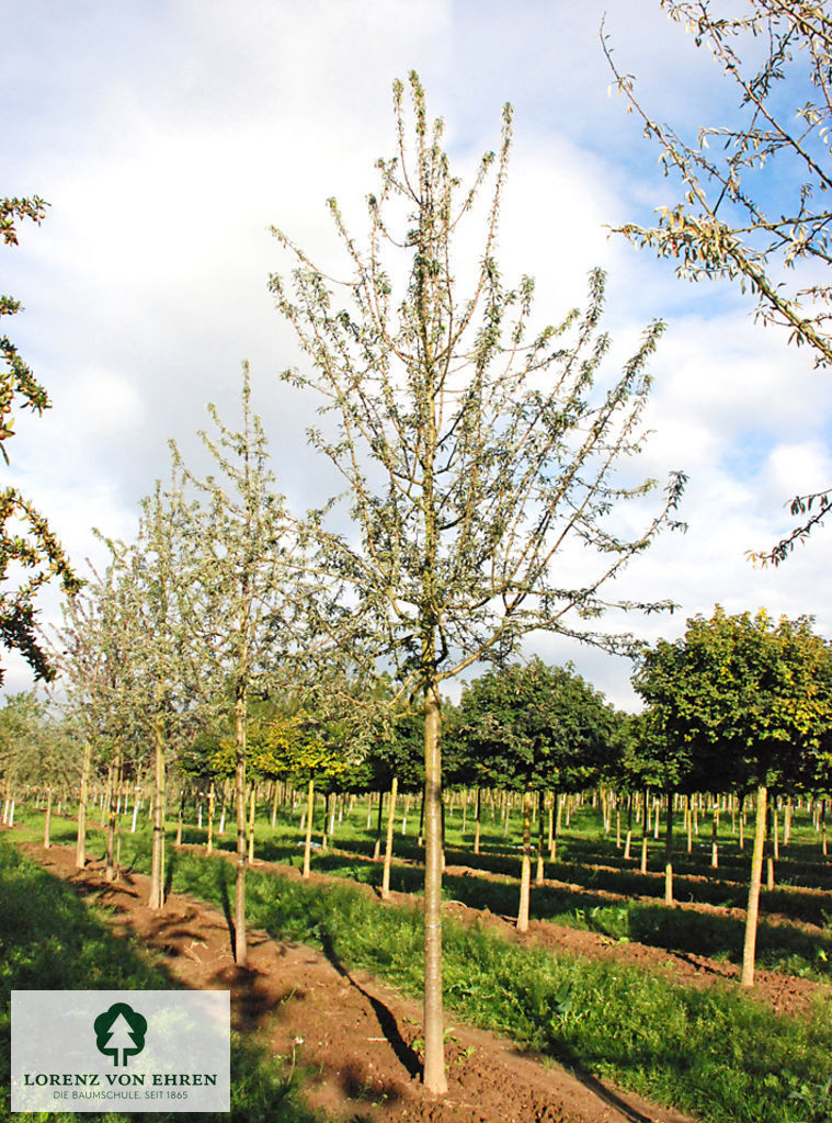 Pyrus nivalis