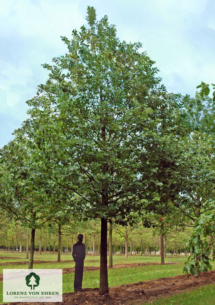 Barockgarten am Schloss Drottningholm in Schweden, umgeben von vierreihigen Kaiser-Linden, die von Lorenz von Ehren gezogen und 2008 geliefert wurden. Heute prägen sie majestätisch die Landschaft.