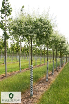 Barockgarten am Schloss Drottningholm in Schweden, umgeben von vierreihigen Kaiser-Linden, die von Lorenz von Ehren gezogen und 2008 geliefert wurden. Heute prägen sie majestätisch die Landschaft.