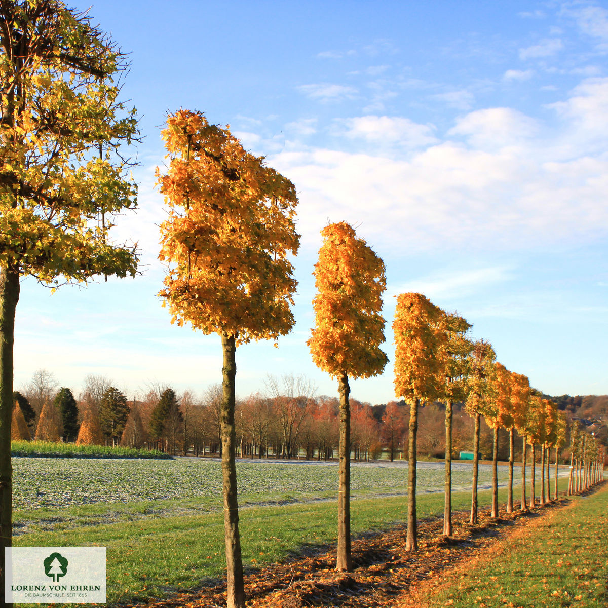 Barockgarten am Schloss Drottningholm in Schweden, umgeben von vierreihigen Kaiser-Linden, die von Lorenz von Ehren gezogen und 2008 geliefert wurden. Heute prägen sie majestätisch die Landschaft.